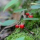 Wintergreen Organic (Gaultheria)